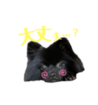 黒ポメくんとニューファンくん（個別スタンプ：16）