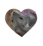 hamsterーanko（個別スタンプ：1）