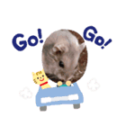 hamsterーanko（個別スタンプ：6）