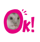hamsterーanko（個別スタンプ：7）