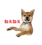 柴犬おはぎの毎日スタンプ（個別スタンプ：1）