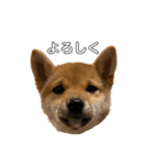 柴犬おはぎの毎日スタンプ（個別スタンプ：2）