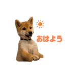 柴犬おはぎの毎日スタンプ（個別スタンプ：4）
