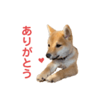 柴犬おはぎの毎日スタンプ（個別スタンプ：5）