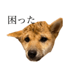 柴犬おはぎの毎日スタンプ（個別スタンプ：6）