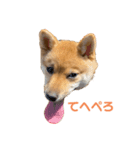 柴犬おはぎの毎日スタンプ（個別スタンプ：7）