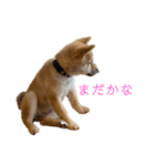 柴犬おはぎの毎日スタンプ（個別スタンプ：8）