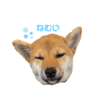 柴犬おはぎの毎日スタンプ（個別スタンプ：10）