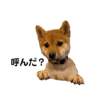 柴犬おはぎの毎日スタンプ（個別スタンプ：11）