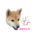 柴犬おはぎの毎日スタンプ（個別スタンプ：12）