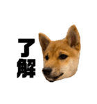 柴犬おはぎの毎日スタンプ（個別スタンプ：13）
