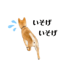 柴犬おはぎの毎日スタンプ（個別スタンプ：15）