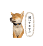 柴犬おはぎの毎日スタンプ（個別スタンプ：16）