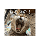 よく寝るねこさん（個別スタンプ：1）