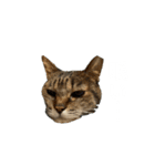 よく寝るねこさん（個別スタンプ：2）