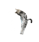 よく寝るねこさん（個別スタンプ：5）