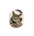 よく寝るねこさん（個別スタンプ：6）