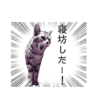 よく寝るねこさん（個別スタンプ：8）