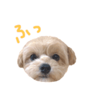 アリーの日常1（個別スタンプ：7）