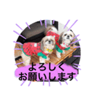 愛犬 シーズー  茶美＆芽琉（個別スタンプ：1）