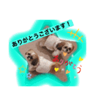 愛犬 シーズー  茶美＆芽琉（個別スタンプ：2）