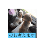 愛犬 シーズー  茶美＆芽琉（個別スタンプ：3）