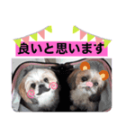 愛犬 シーズー  茶美＆芽琉（個別スタンプ：4）