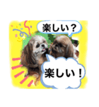 愛犬 シーズー  茶美＆芽琉（個別スタンプ：5）