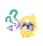 愛犬 シーズー  茶美＆芽琉（個別スタンプ：6）
