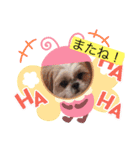 愛犬 シーズー  茶美＆芽琉（個別スタンプ：7）