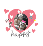 愛犬 シーズー  茶美＆芽琉（個別スタンプ：8）