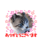 シャムトラちゃん（個別スタンプ：7）