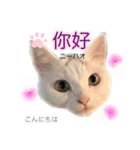 中国語 困っていない猫のすず。（個別スタンプ：1）