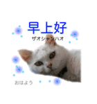中国語 困っていない猫のすず。（個別スタンプ：2）