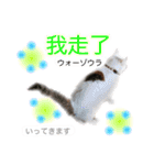 中国語 困っていない猫のすず。（個別スタンプ：3）