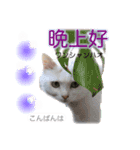 中国語 困っていない猫のすず。（個別スタンプ：4）