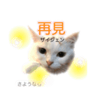 中国語 困っていない猫のすず。（個別スタンプ：5）