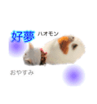 中国語 困っていない猫のすず。（個別スタンプ：6）