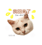 中国語 困っていない猫のすず。（個別スタンプ：7）