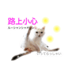 中国語 困っていない猫のすず。（個別スタンプ：8）