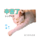 中国語 困っていない猫のすず。（個別スタンプ：9）