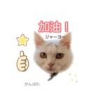 中国語 困っていない猫のすず。（個別スタンプ：11）