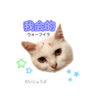 中国語 困っていない猫のすず。（個別スタンプ：12）