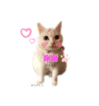 中国語 困っていない猫のすず。（個別スタンプ：13）