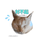 中国語 困っていない猫のすず。（個別スタンプ：14）
