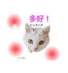 中国語 困っていない猫のすず。（個別スタンプ：15）