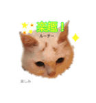 中国語 困っていない猫のすず。（個別スタンプ：16）