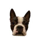 犬戦士ぶんぶん（個別スタンプ：1）