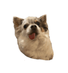 犬戦士ぶんぶん（個別スタンプ：6）