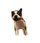 犬戦士ぶんぶん（個別スタンプ：11）